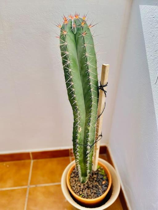 הוילה Cotillo Casa Carol, Un Hogar Fuera De Casa. מראה חיצוני תמונה